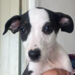 Invitan a campaña de adopción de mascotas en Torreón