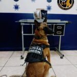 Unidad Canina detecta paquete con marihuana en paquetería del Centro de Torreón