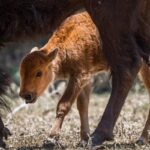 Nacen 3 crías de bisonte americano en Reserva El Santuario, en Coahuila