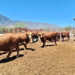 Coahuila abre sus protocolos sanitarios a inspección de autoridades de Estados Unidos
