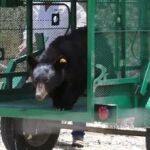 Liberan ejemplar de oso negro tras proceso de recuperación