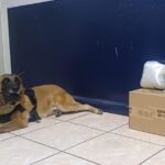 Unidad Canina asegura marihuana en paquetería