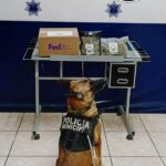 Unidad Canina de Seguridad Pública asegura paquete con marihuana en empresa de paquetería