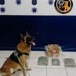 Unidad Canina asegura paquetes con marihuana en empresa de paquetería