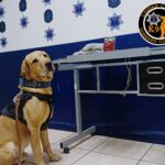 Binomio K-9 detecta paquete con marihuana en empresa de paquetería de Torreón