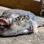 Grecia está pagando a los pescadores para que capturen el pez sapo tóxico que está invadiendo el Mediterráneo, cuyas aguas se están calentando
