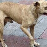 Confirman primeros dos casos de gusano barrenador en Gómez Palacio; afectan a perros