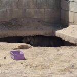 Aplican segunda multa por maltrato animal; rescatan a perro en condiciones de abandono