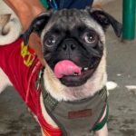 Invitan a conmemorar el Día Mundial del Perro en Torreón