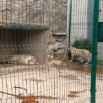 Asegura Profepa 20 animales silvestres en Durango; rescatan dos tigres de Bengala en malas condiciones