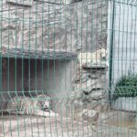 Aseguran dos tigres blancos tras cateo en un inmueble en el estado de Durango