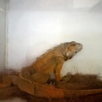 Rescatan 20 ejemplares de fauna silvestre en Durango