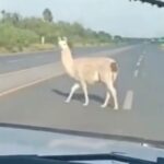 Captan a una llama en zona rural de Nadadores, Coahuila