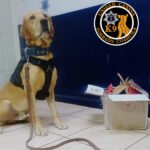 Unidad Canina asegura 1.5 kilos de marihuana en paquetería de Torreón
