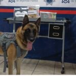 Unidad K9 asegura 10 kilos de marihuana en paqueterías de Torreón