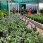 Vivero Municipal produce especies adaptadas al clima de Torreón; ciudadanos pueden adoptar árboles