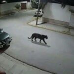 Profepa desmiente captura de supuesta pantera en La Laguna