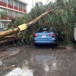 Tormenta deja árboles caídos, apagones y anegaciones en Torreón
