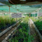 Avanza la campaña “Adopta tu Árbol” en Torreón