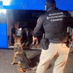 Ocultan metanfetamina en bocina de autobús; detienen a tripulante en la carretera San Pedro-Cuatro Ciénegas